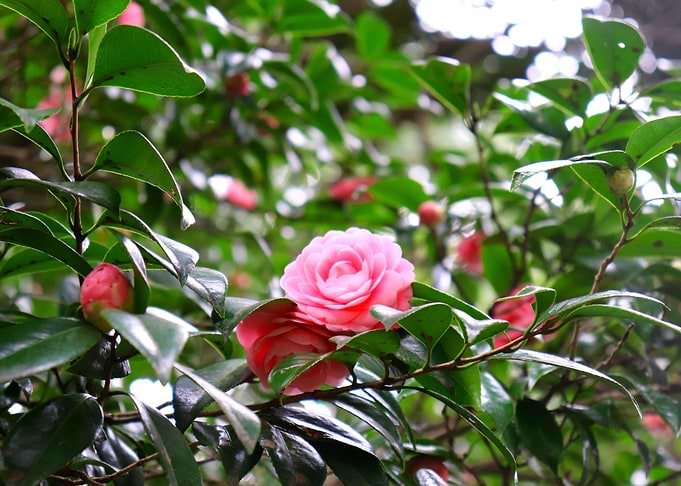 Full Bloom