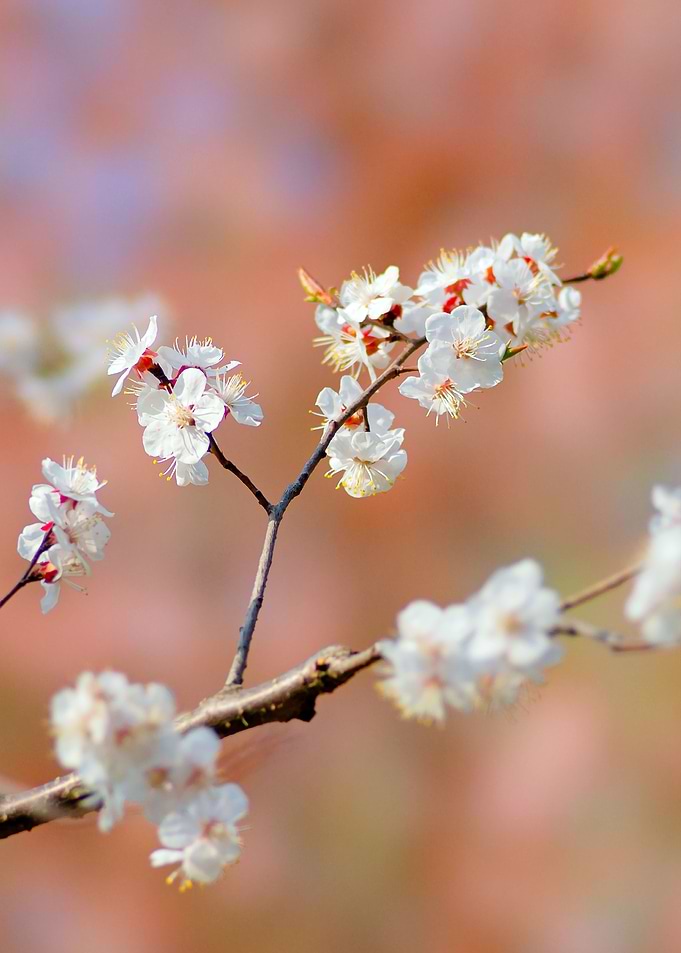 Sublime Japanese Apricot