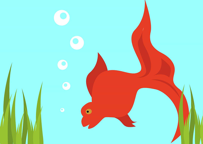 Red Wonder Fish