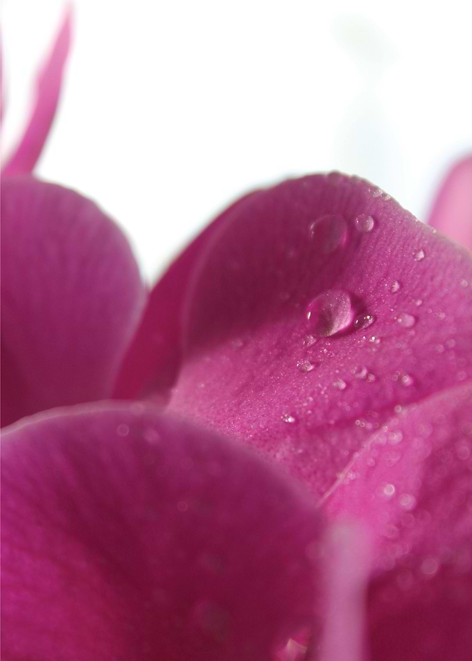 A Magenta Rain Drop