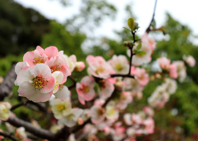 Blooming Beauty