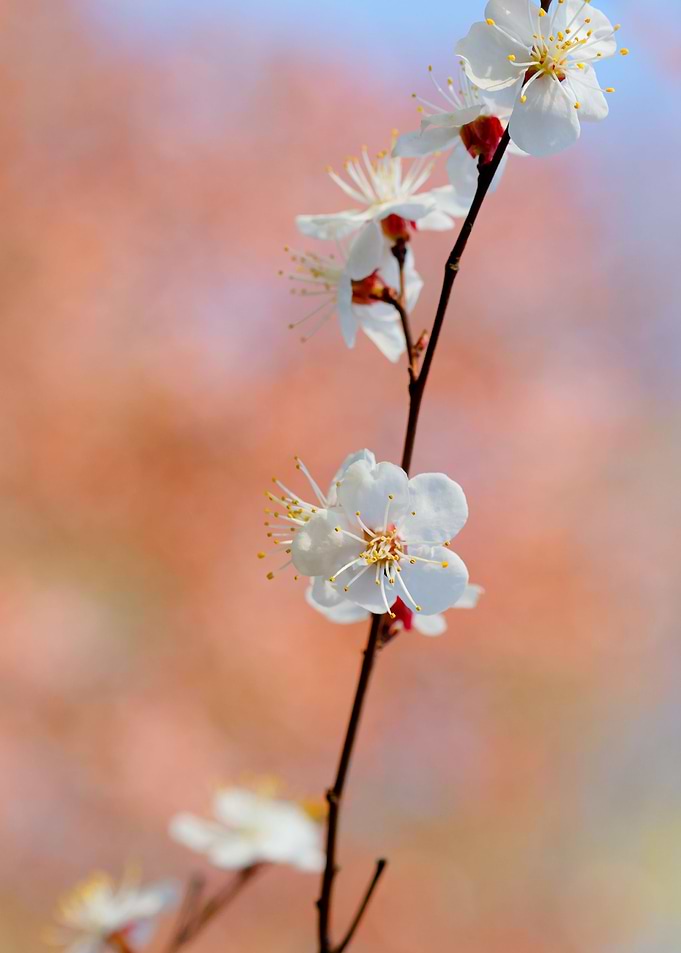Graceful Japanese Apricot