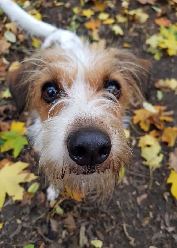 Dog Nose