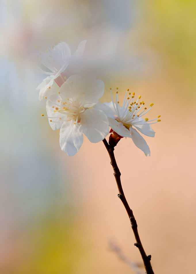 Awesome Japanese Apricot