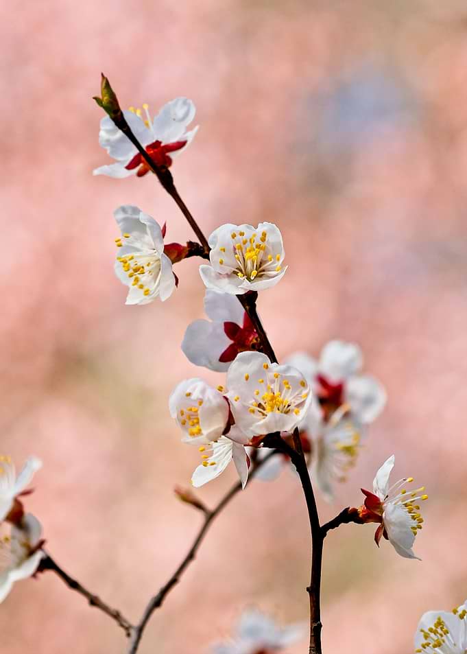 Appealing Japanese Apricot