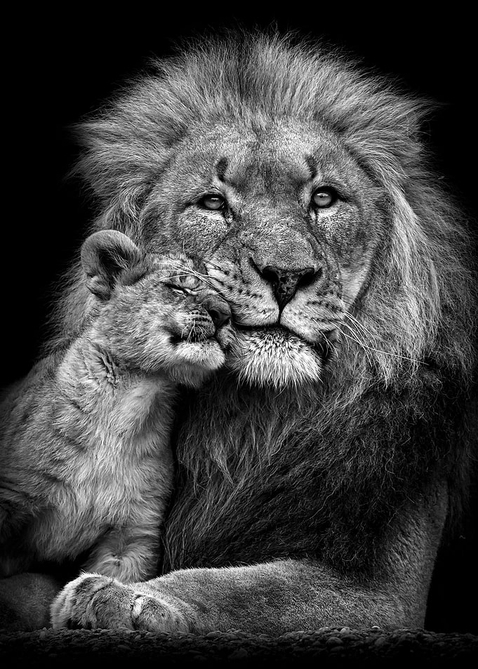 lion with baby lion poster
