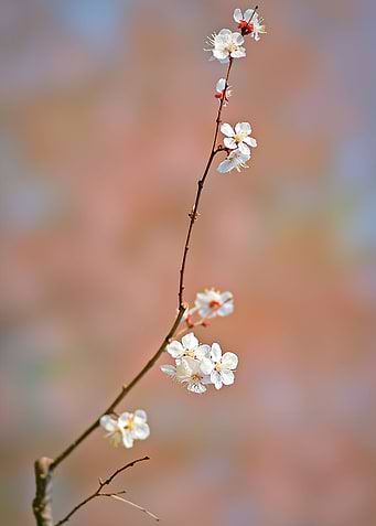 Japanese Apricot Flowers
