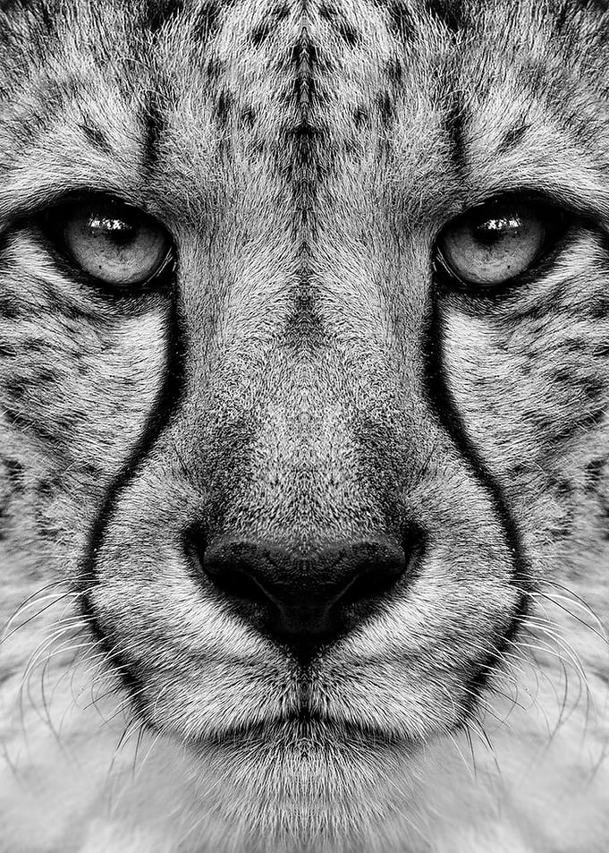 leopard cheetah face