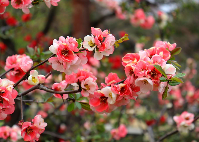 Pink Beauty