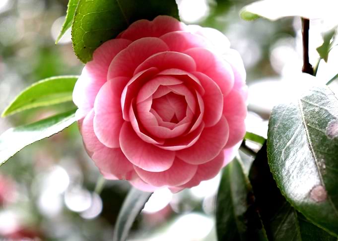 Flower Dream