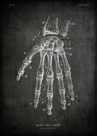 Human hand and wrist