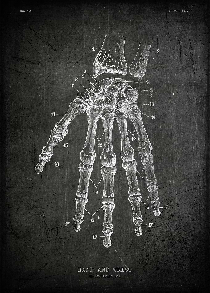 Human hand and wrist