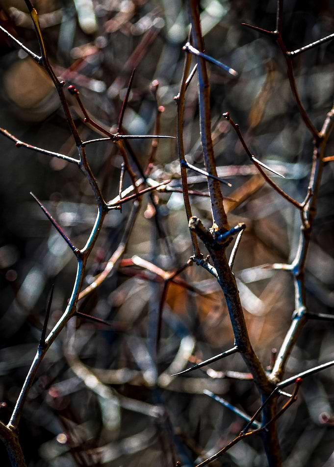 Thorns In Autumn