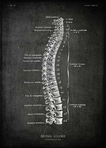 Spine