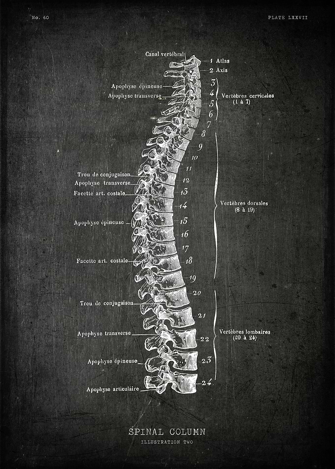 Spine