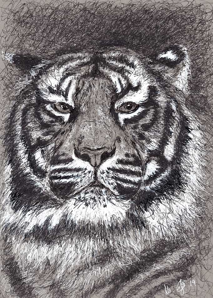 Tiger in scribble art