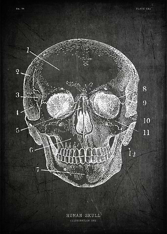 Human skull