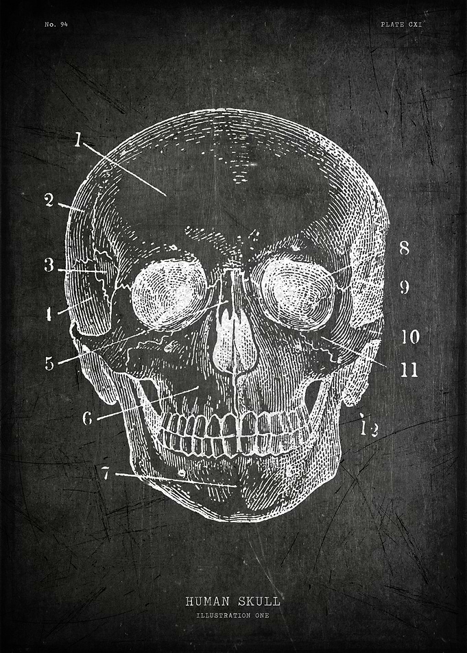 Human skull