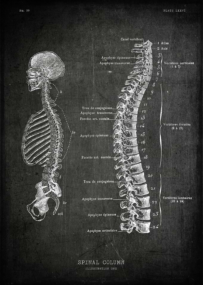 Spinal column