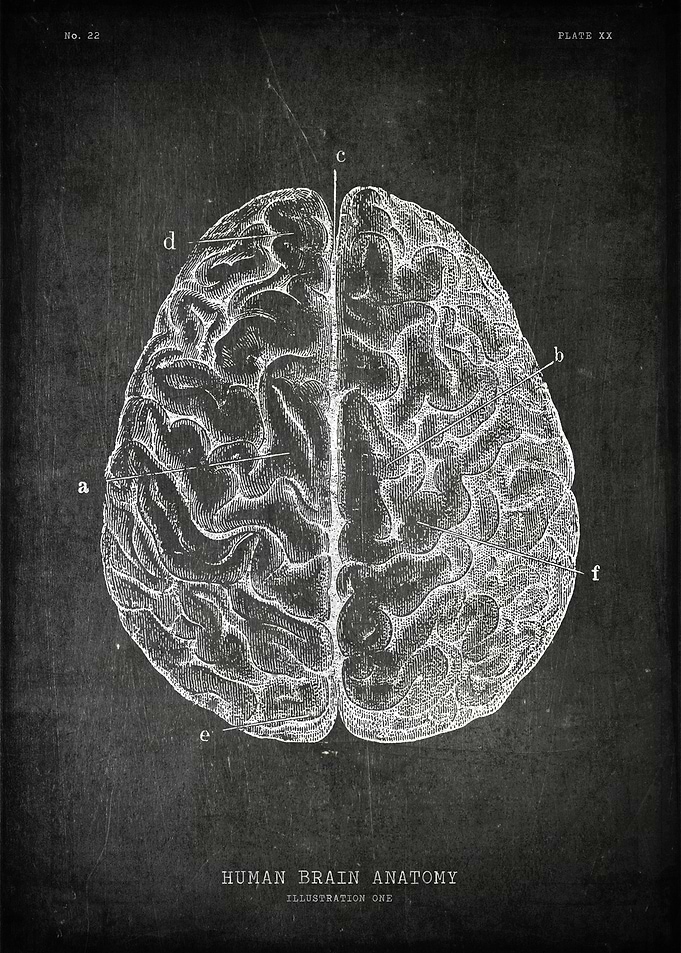 Human brain