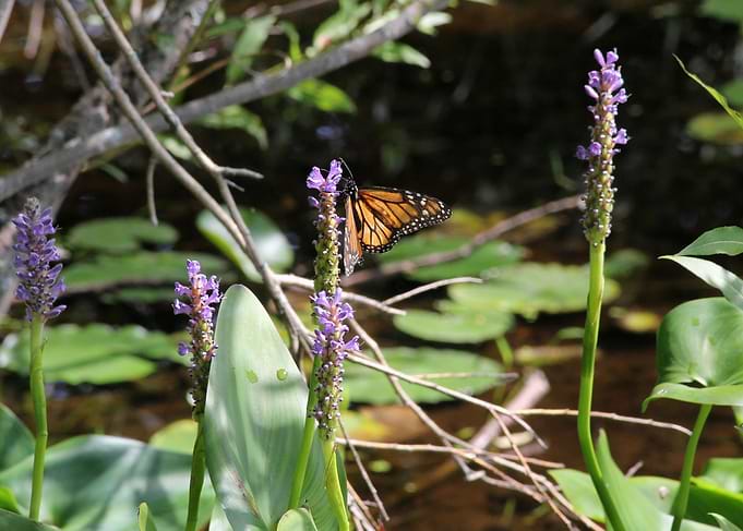 Butterfly at the Lake
