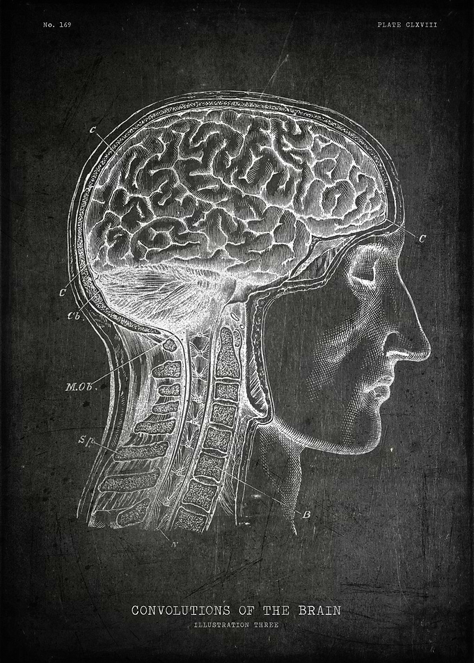 Convolutions of the brain