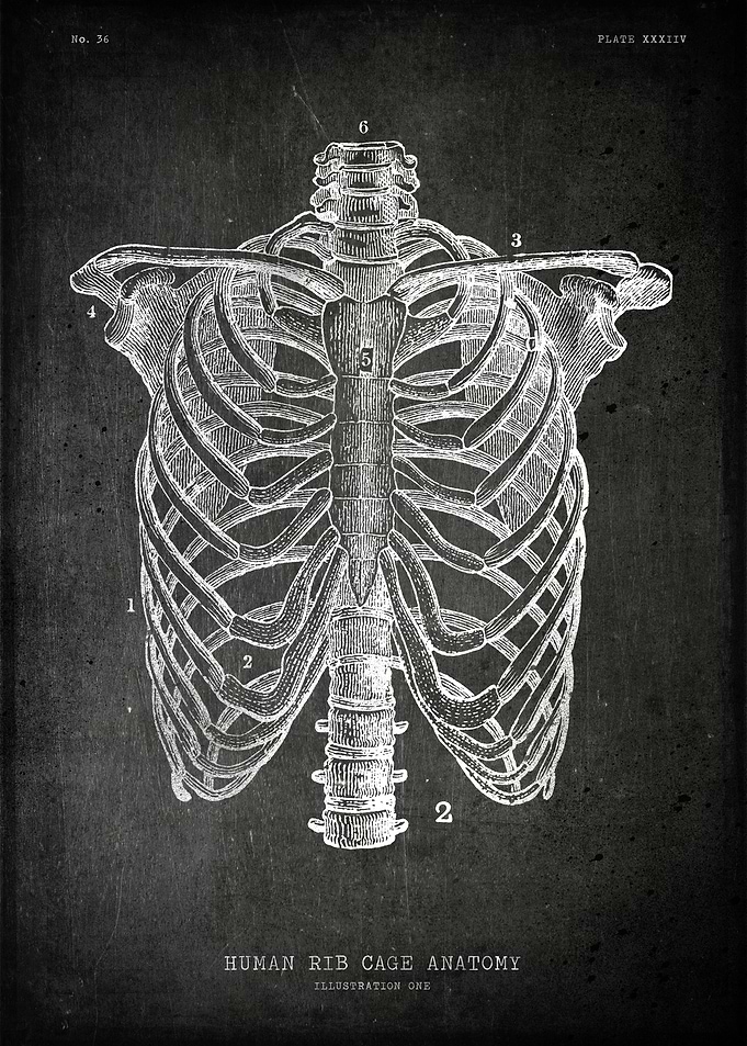 Rib cage