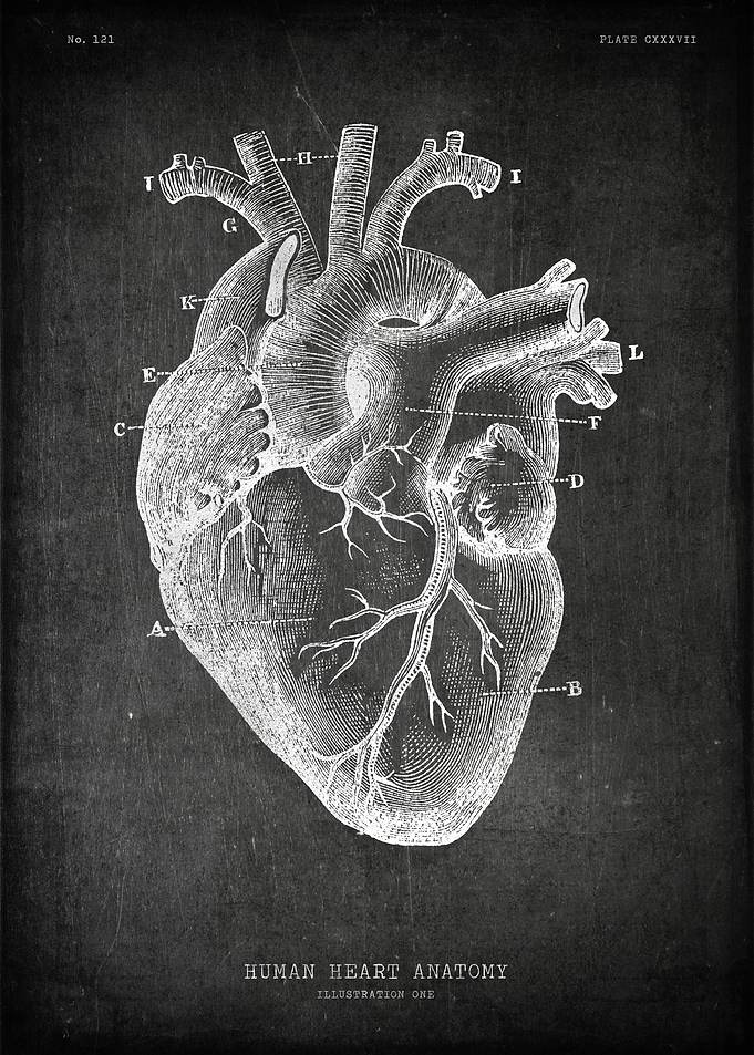 Human heart