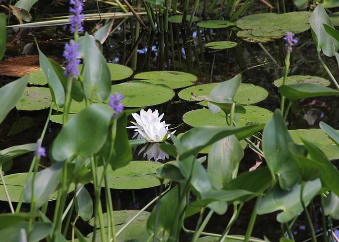 Lillies in Bloom