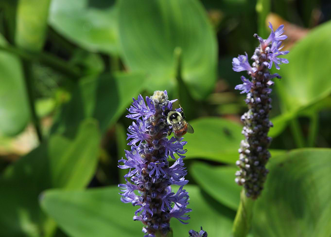 Bee at the Lake