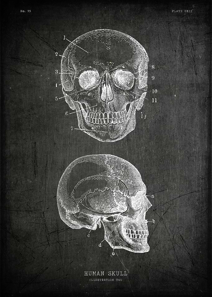 Human skull
