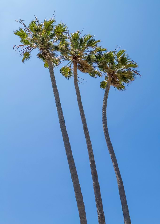 Palm Trees and blue sky