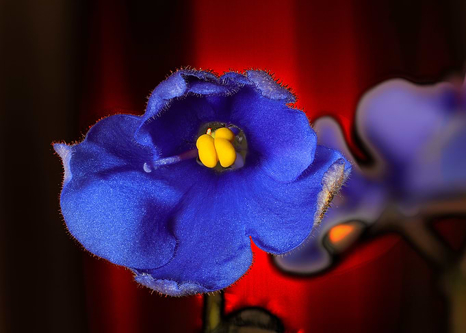 Blue and red