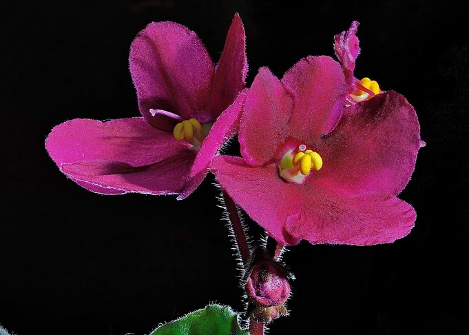 delicate flower