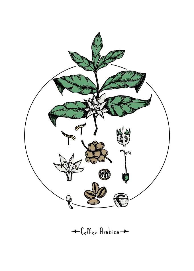 Coffee Arabica