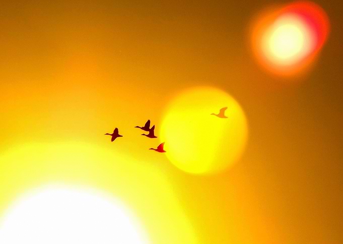 Ducks in sunlight