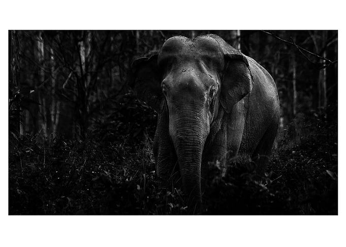 The Matriarch