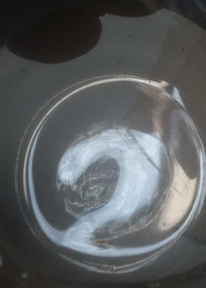 Light Glass Dark Hand