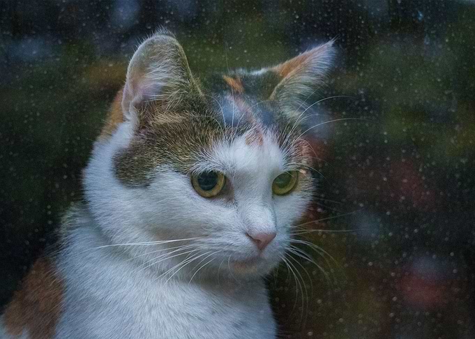 A Sad Cat