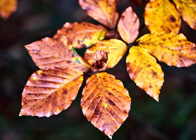 Closeup on golden leafs