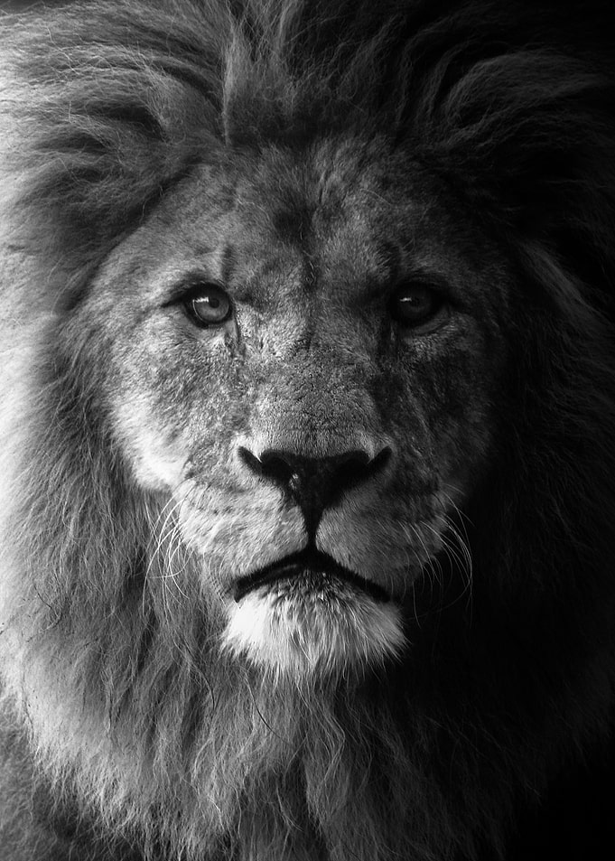 Black wild lion face