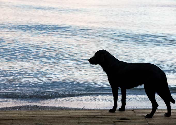Alone in the Shore