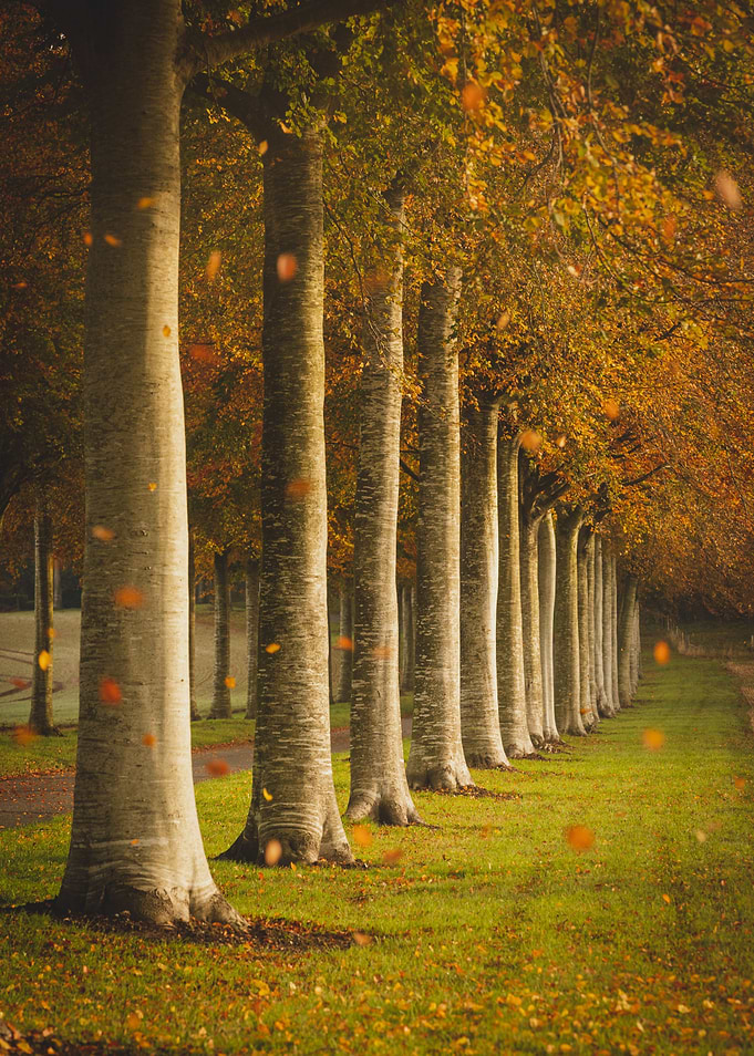 Falling Leaves