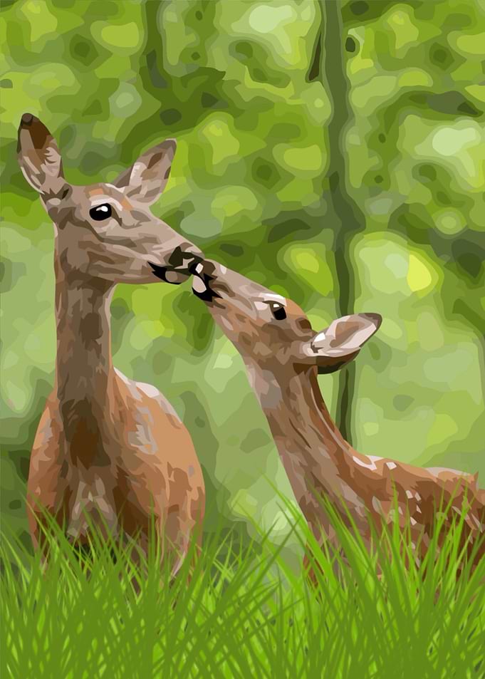 A deer in the woods