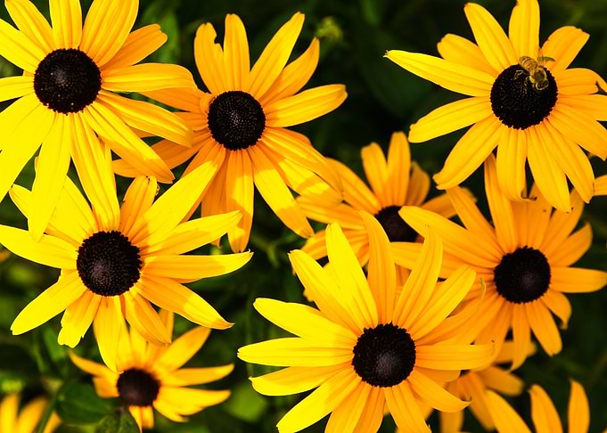 Black Eyed Susan