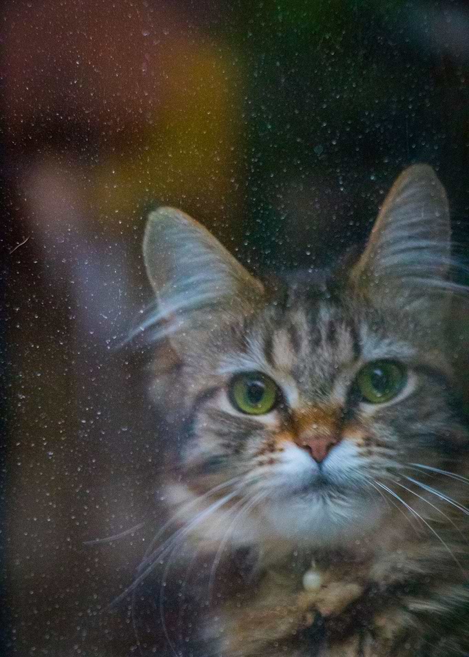 Cute Cat