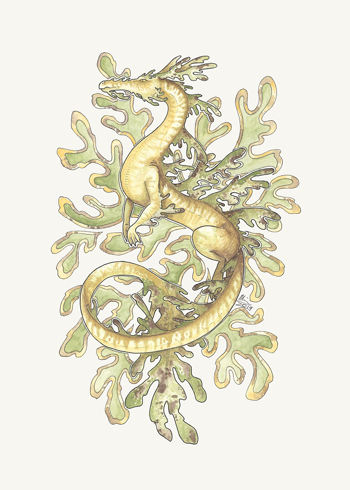 Leafy Sea Dragon