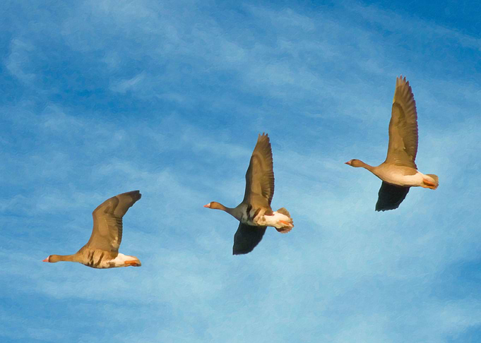 Geese