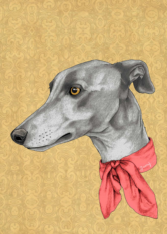 Greyhound with scarf