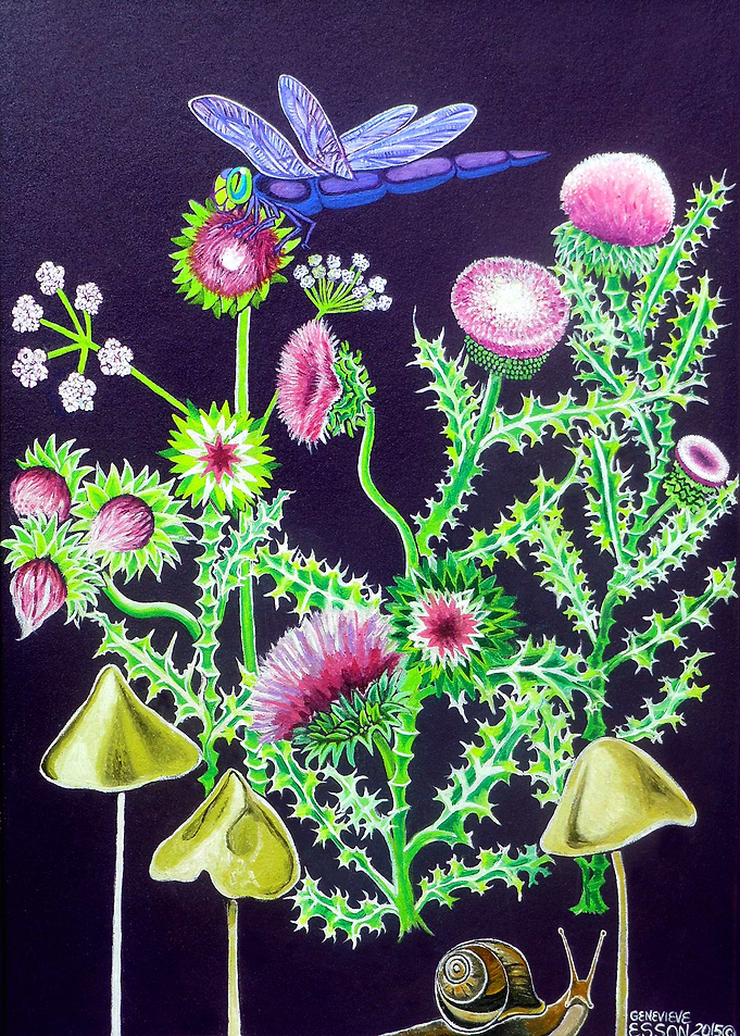 Thistle With Dragonfly